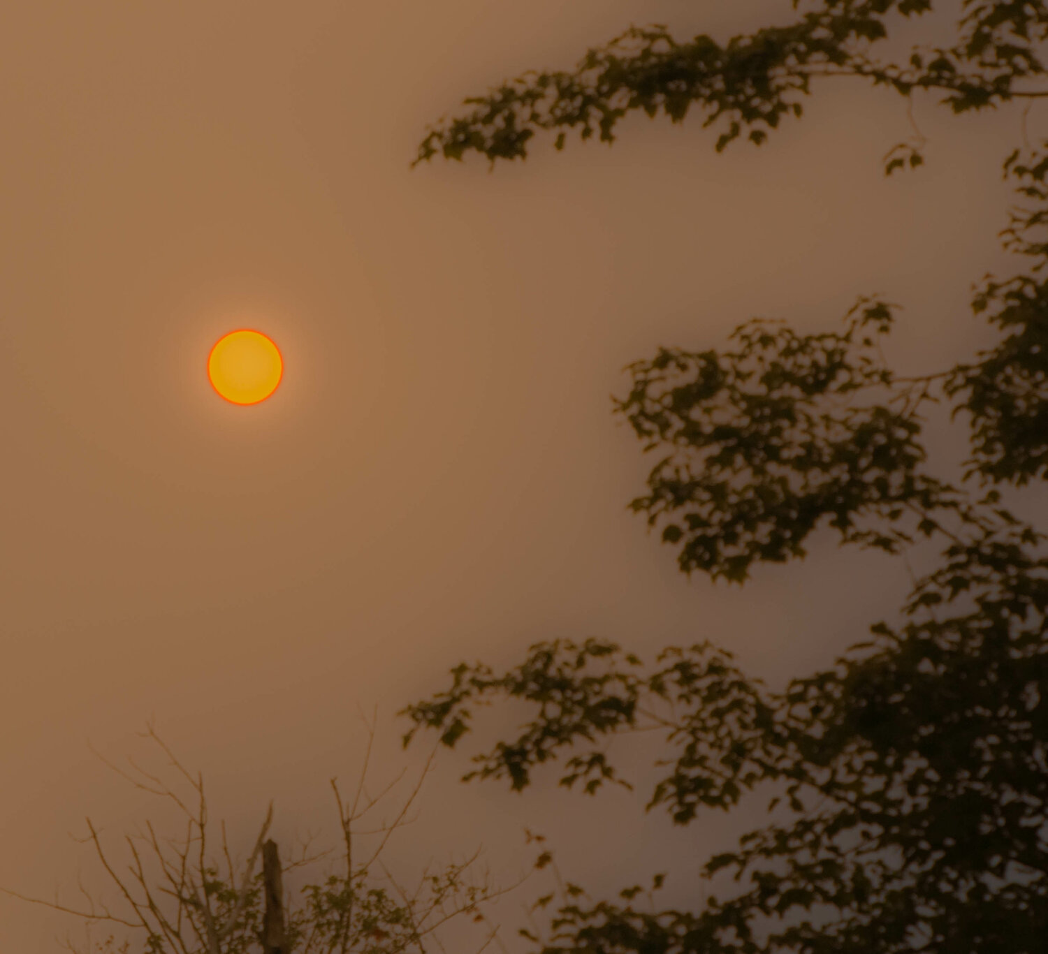 Remember the smoke-soaked orange-tinged scary sun just a week ago? Apparently I took photos through the haze, cursing global warming.